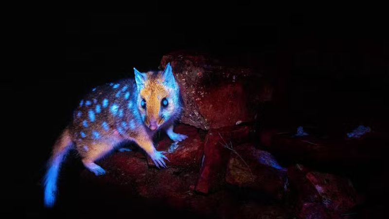 Marsupial exibe brilho noturno raro e impressiona pesquisadores na Tasmânia