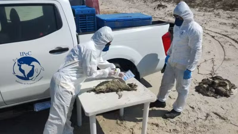 Encalhe em massa: mais de 730 pinguins-de-magalhães são encontrados mortos no litoral de SP