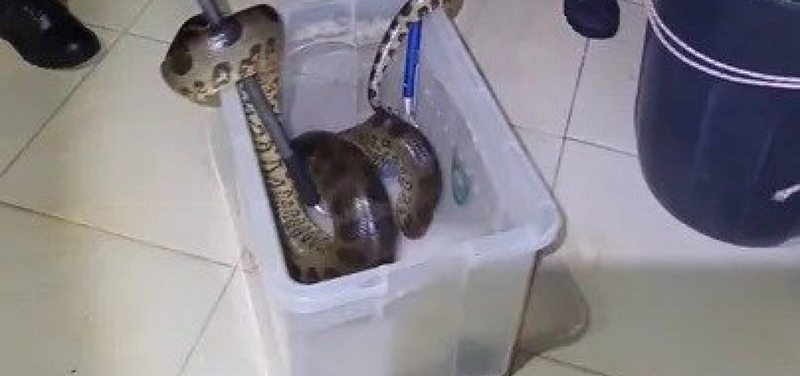 Sucuri de 2 metros é resgatada em área residencial de Camaçari