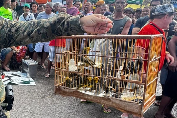 Mais de 2,7 mil aves silvestres são resgatadas na Bahia em 2025