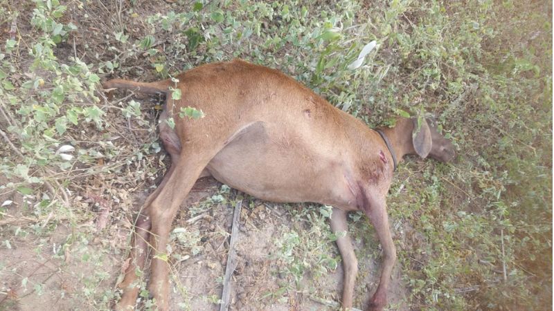 Ataques de cães a rebanhos causam prejuízo de R$ 70 milhões na Bahia; estado lança programa de manejo