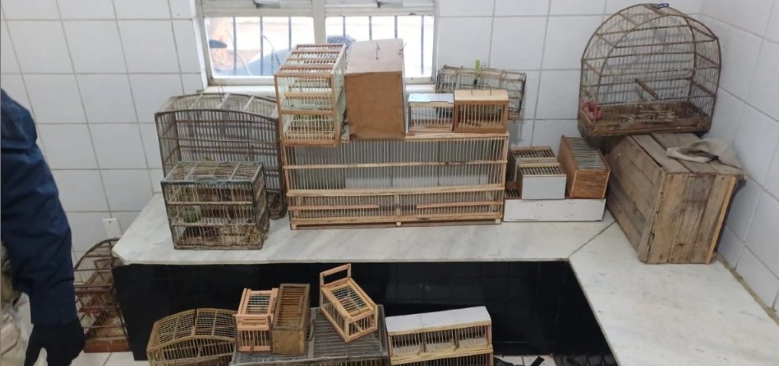 Mais de 20 aves silvestres são apreendidas durante operação em Catu