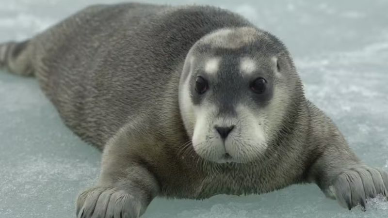 Nova Lista Vermelha da IUCN revela avanço da crise ambiental: focas em risco e aves em declínio