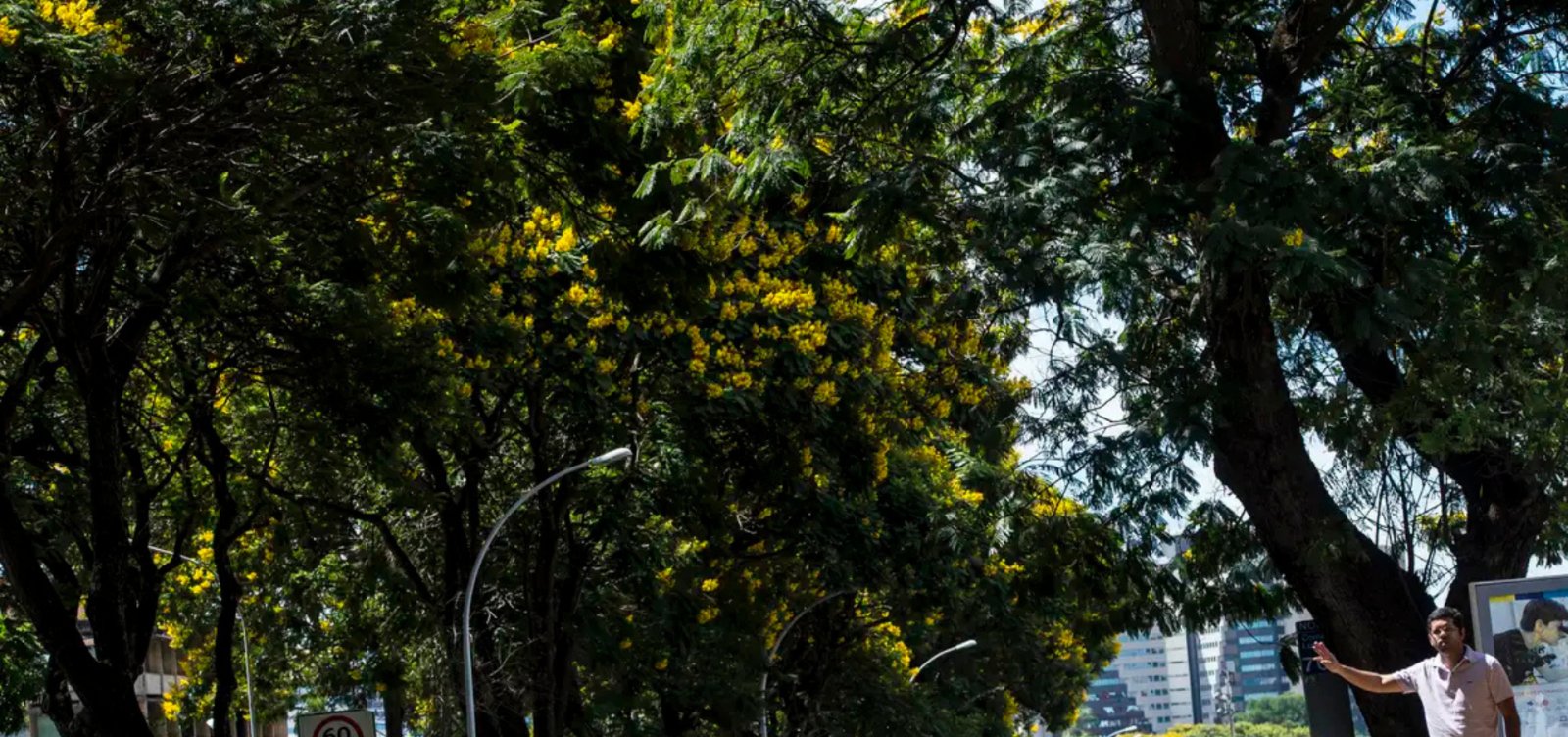 Brasil apresenta plano nacional para ampliar arborização urbana durante a COP30