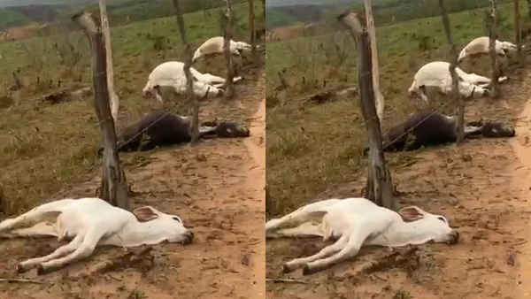 Raio provoca morte de oito bovinos e gera prejuízo superior a R$ 30 mil na Bahia