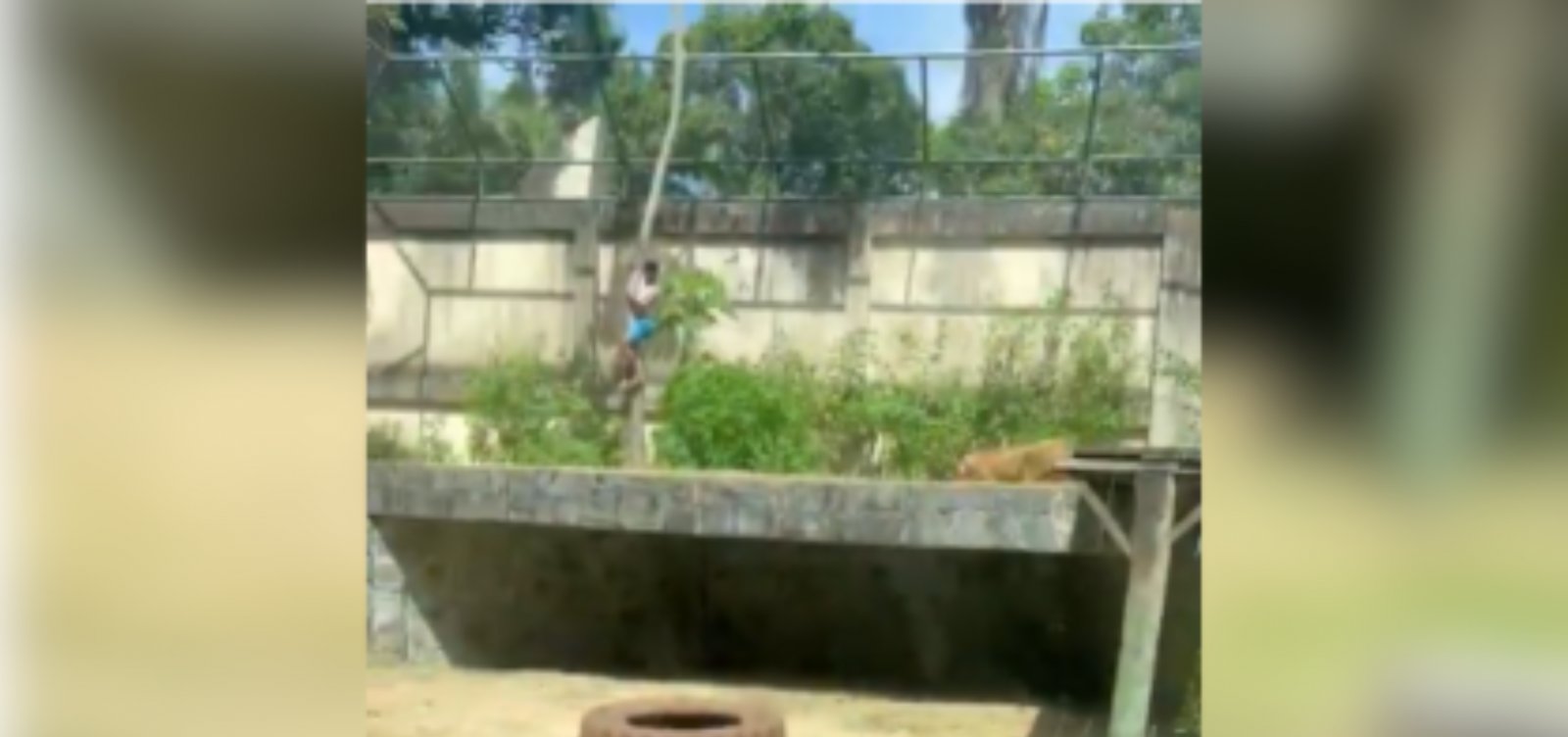 Homem morre ao acessar área de leoa em zoológico de João Pessoa; autoridades investigam falha na segurança