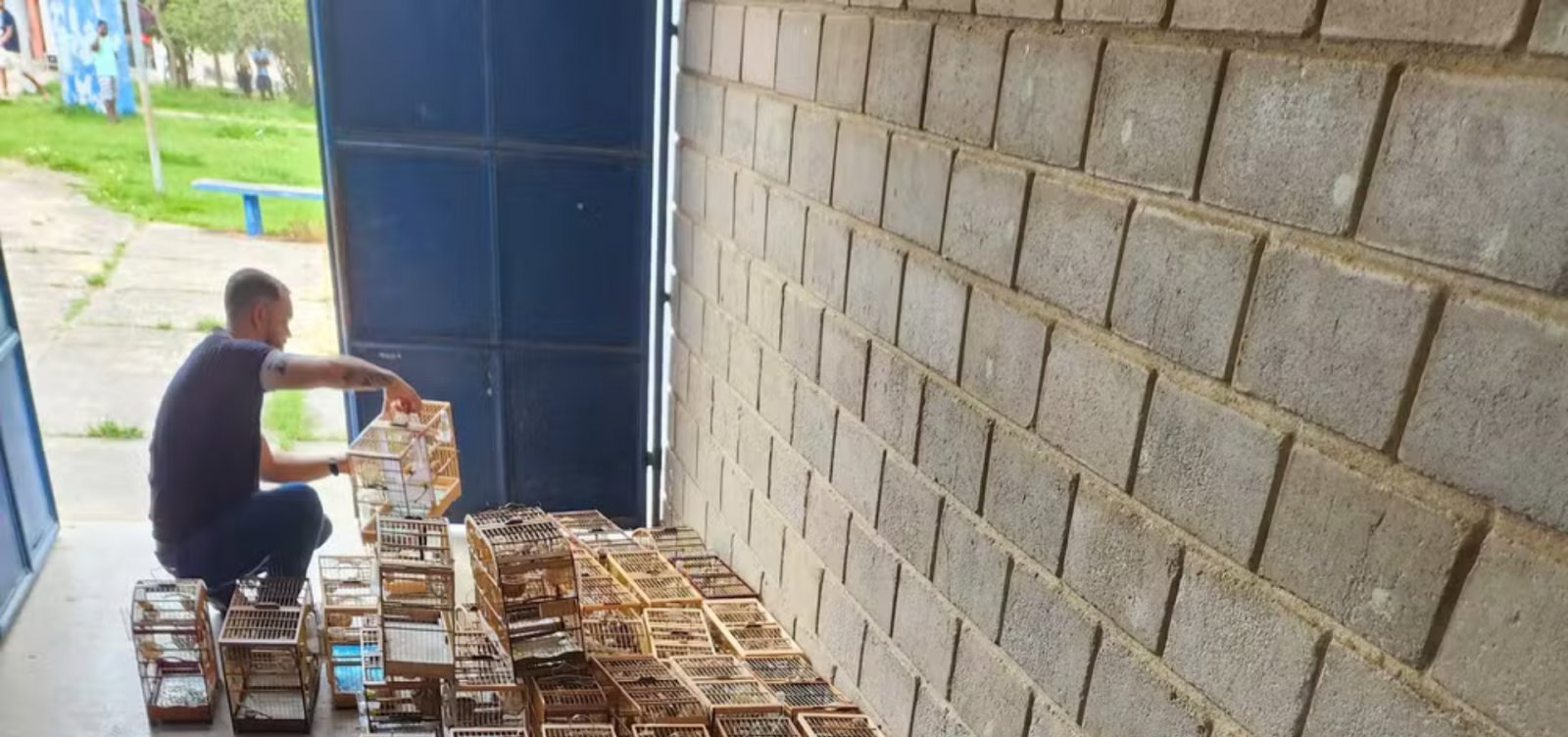 Fiscalização interrompe evento ilegal e resgata mais de 100 aves silvestres no sul da Bahia