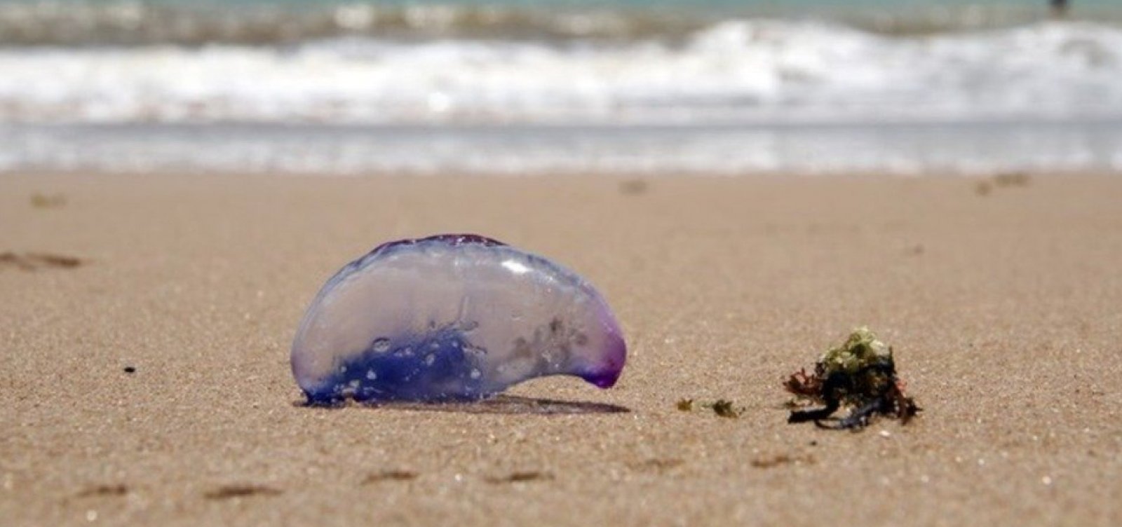 Salvamar emite alerta após registros de queimaduras por caravelas-portuguesas em Salvador