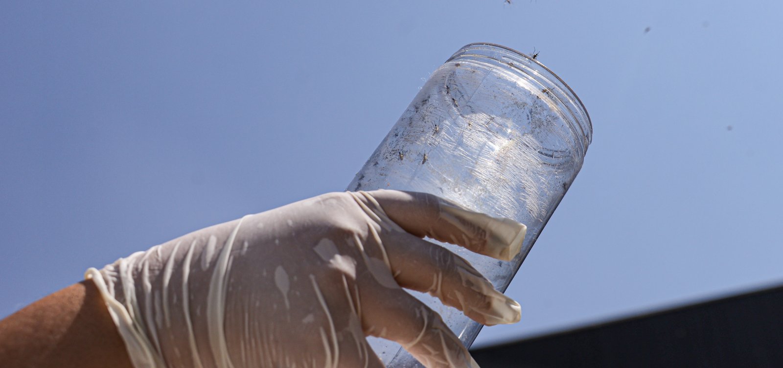 Bahia registra queda expressiva nos casos de dengue, zika e chikungunya no início de 2026