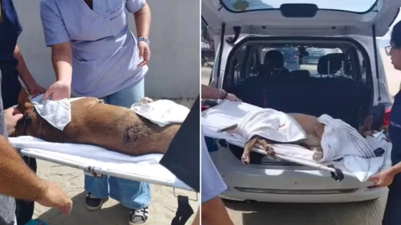 Cadela comunitária mascote da Guarda Municipal é esfaqueada em Praia Grande