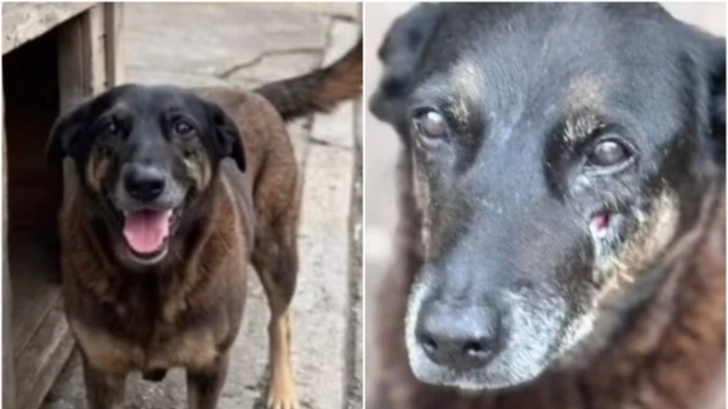 Justiça manda retirar fotos e nomes de adolescentes suspeitos pela morte do cão Orelha