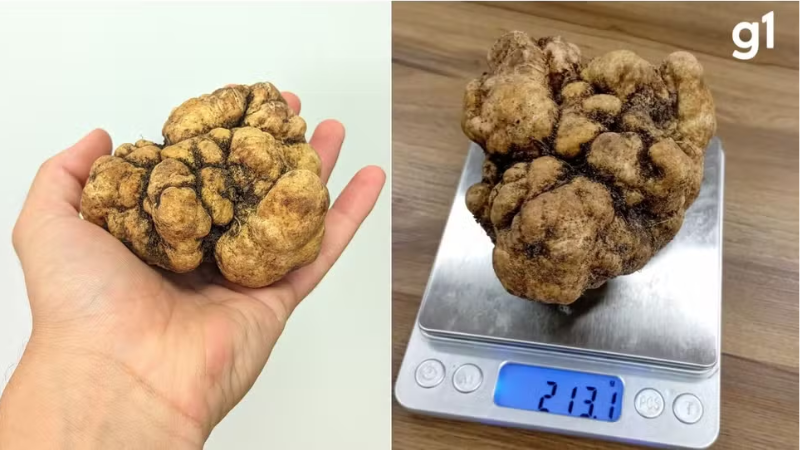 Maior trufa já registrada no Brasil é encontrada no Rio Grande do Sul