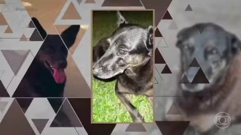 Veterinário confirma agressão contra cão comunitário Orelha em Florianópolis