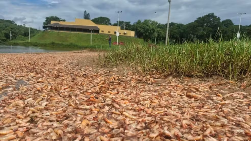 Mortandade de camarões no Rio Tietê mobiliza prefeitura e órgãos ambientais