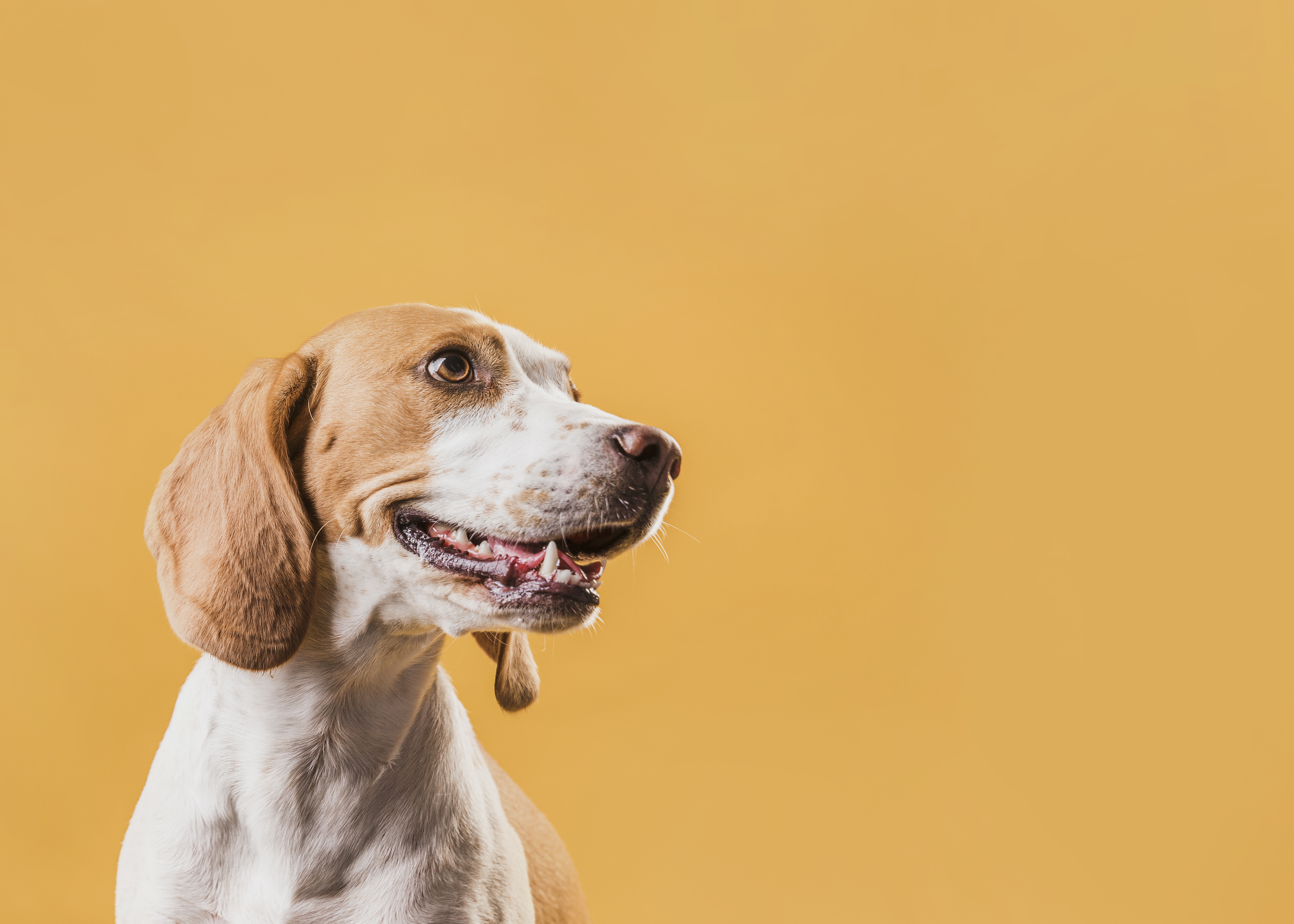 Raiva animal é confirmada em Jequié após morte de gato e autoridades reforçam medidas preventivas