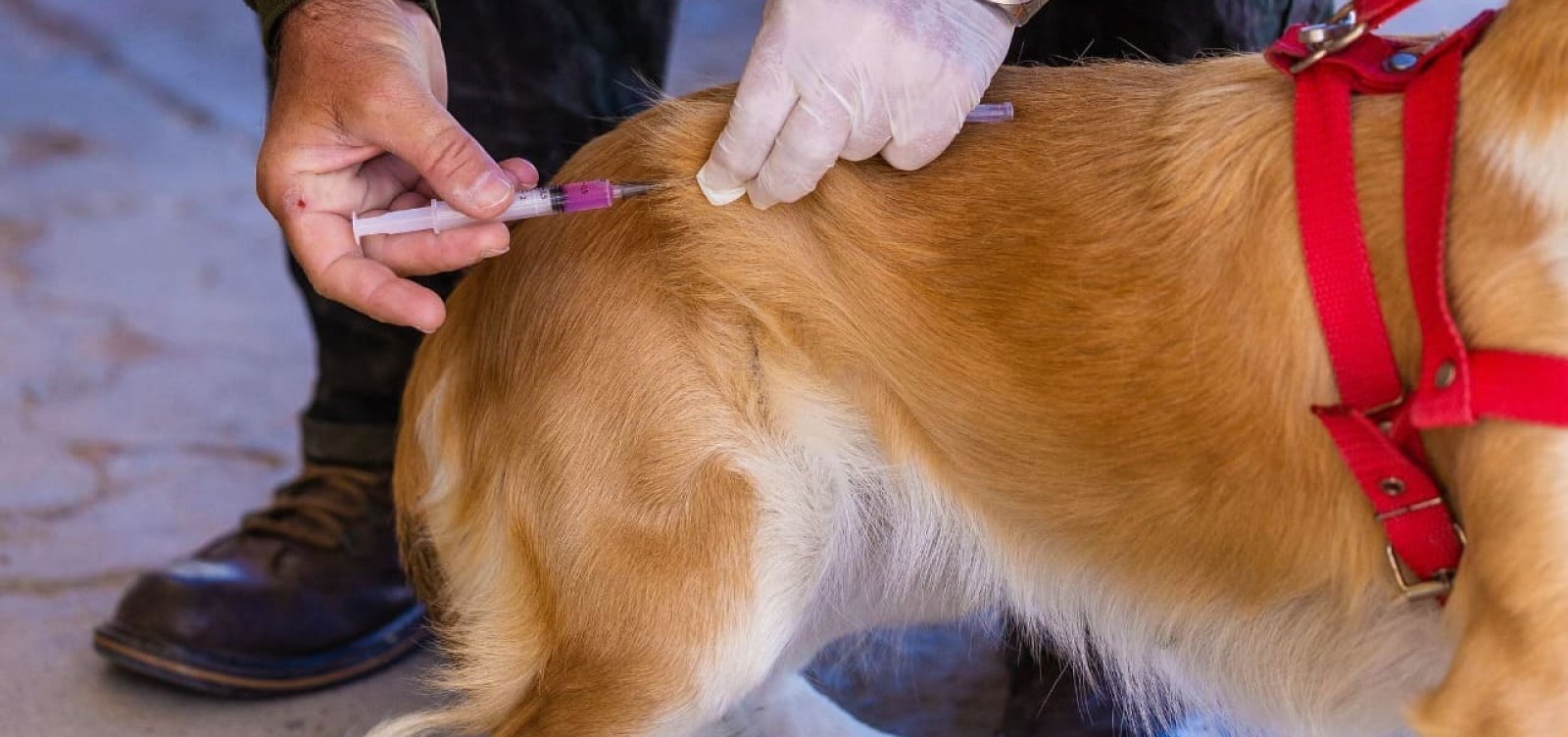 Vacinação antirrábica para cães e gatos avança em bairros de Salvador
