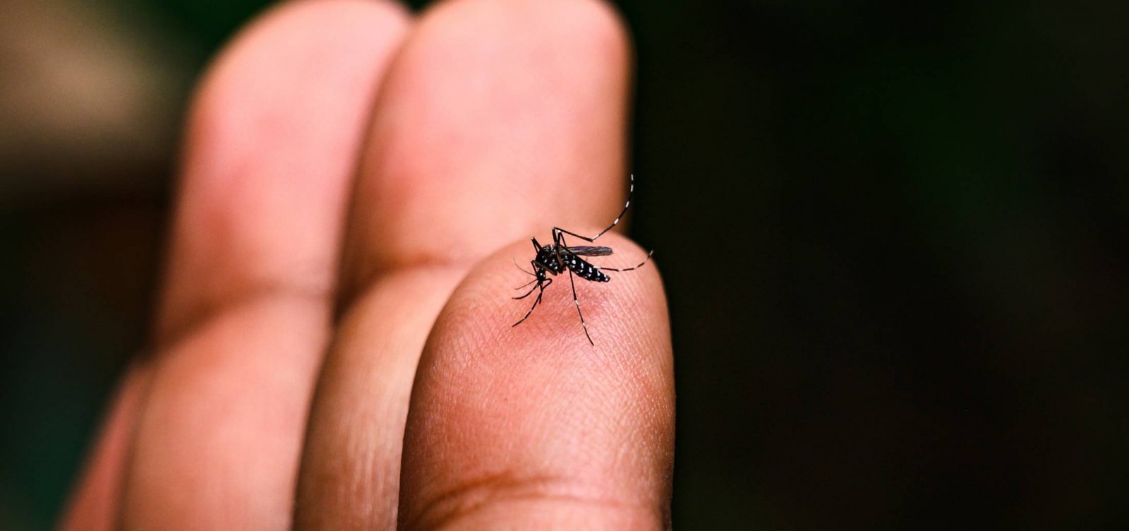 Brasil registra forte queda nos casos de dengue em 2026 e avança no controle da malária