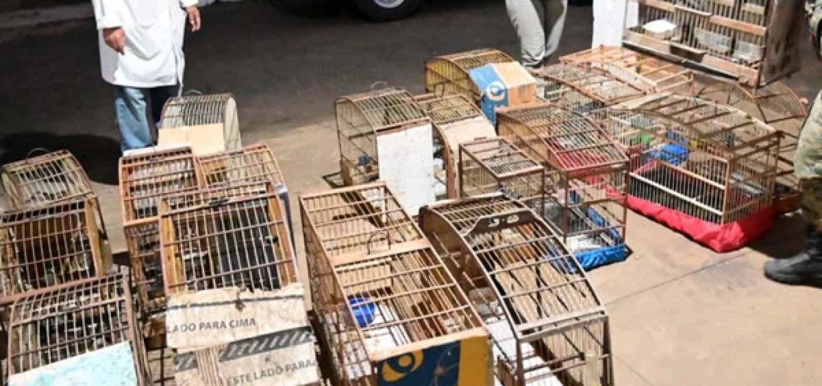 Resgate desmonta cativeiro ilegal com mais de 40 aves silvestres no interior da Bahia