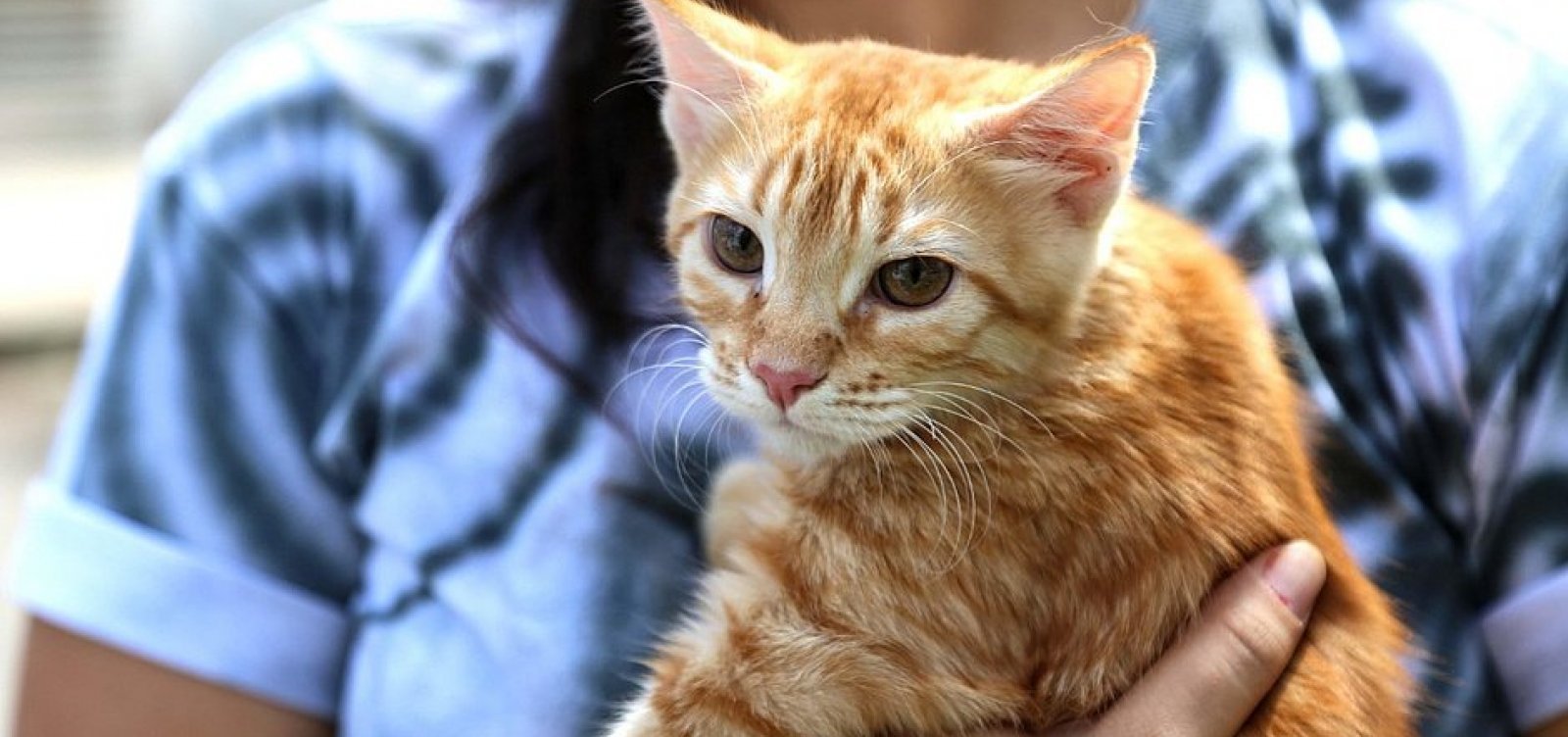 Castração gratuita de cães e gatos é ofertada em três bairros de Salvador
