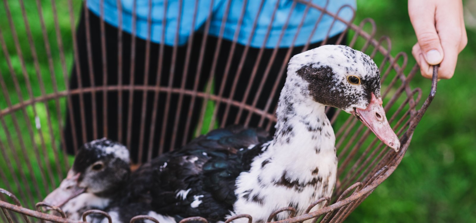 Brasil proíbe produção e venda de alimentos obtidos por alimentação forçada de animais