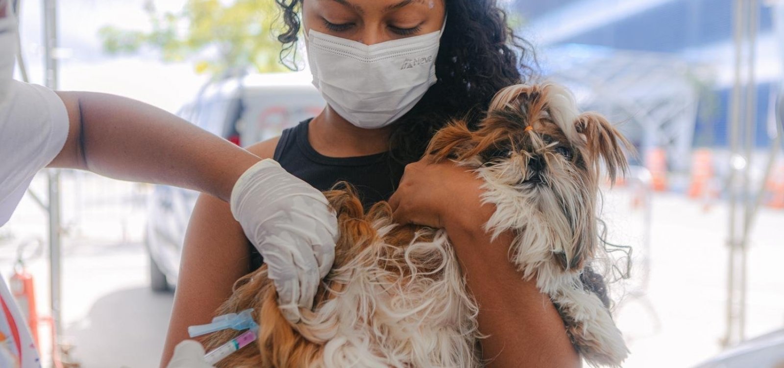 Salvador realiza Dia D de vacinação antirrábica para cães e gatos com postos em bairros e shoppings