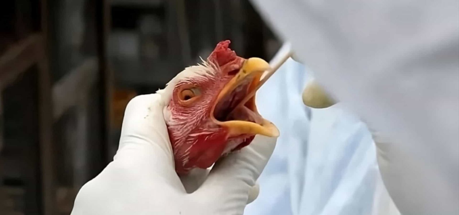 México suspende importação de frango brasileiro após caso de doença de Newcastle em Santa Catarina